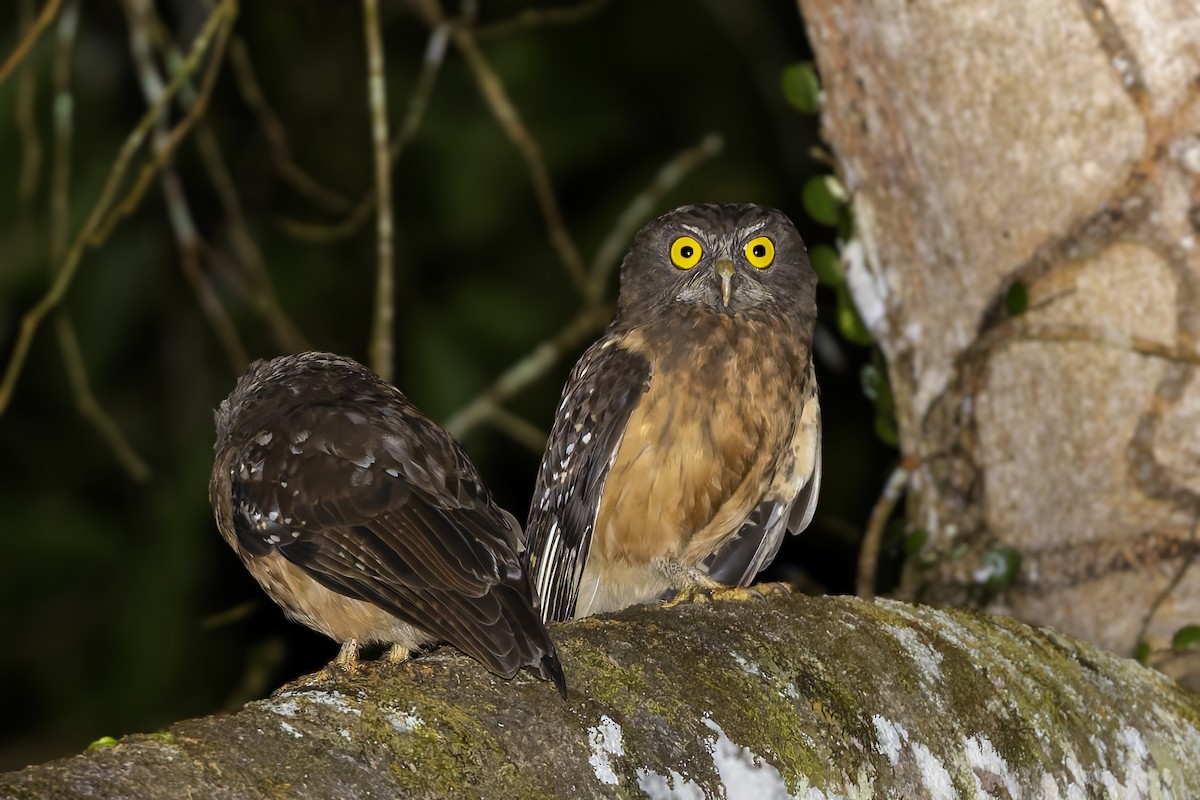 Ochre-bellied Boobook - ML643219170