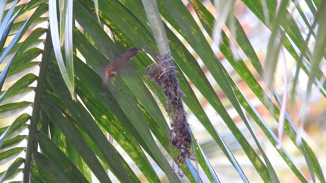 Rufous-breasted Hermit - ML643219172