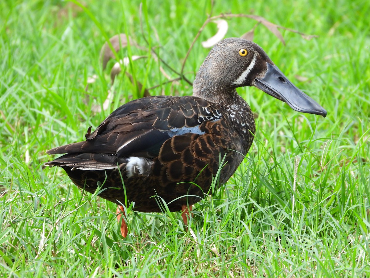 Australasian Shoveler - ML643219173