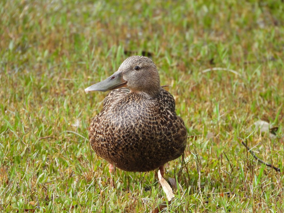 Australasian Shoveler - ML643219177