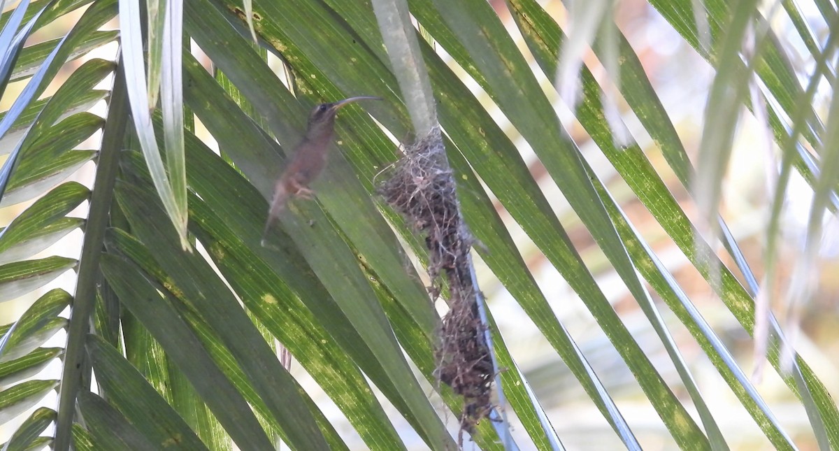 Rufous-breasted Hermit - ML643219187