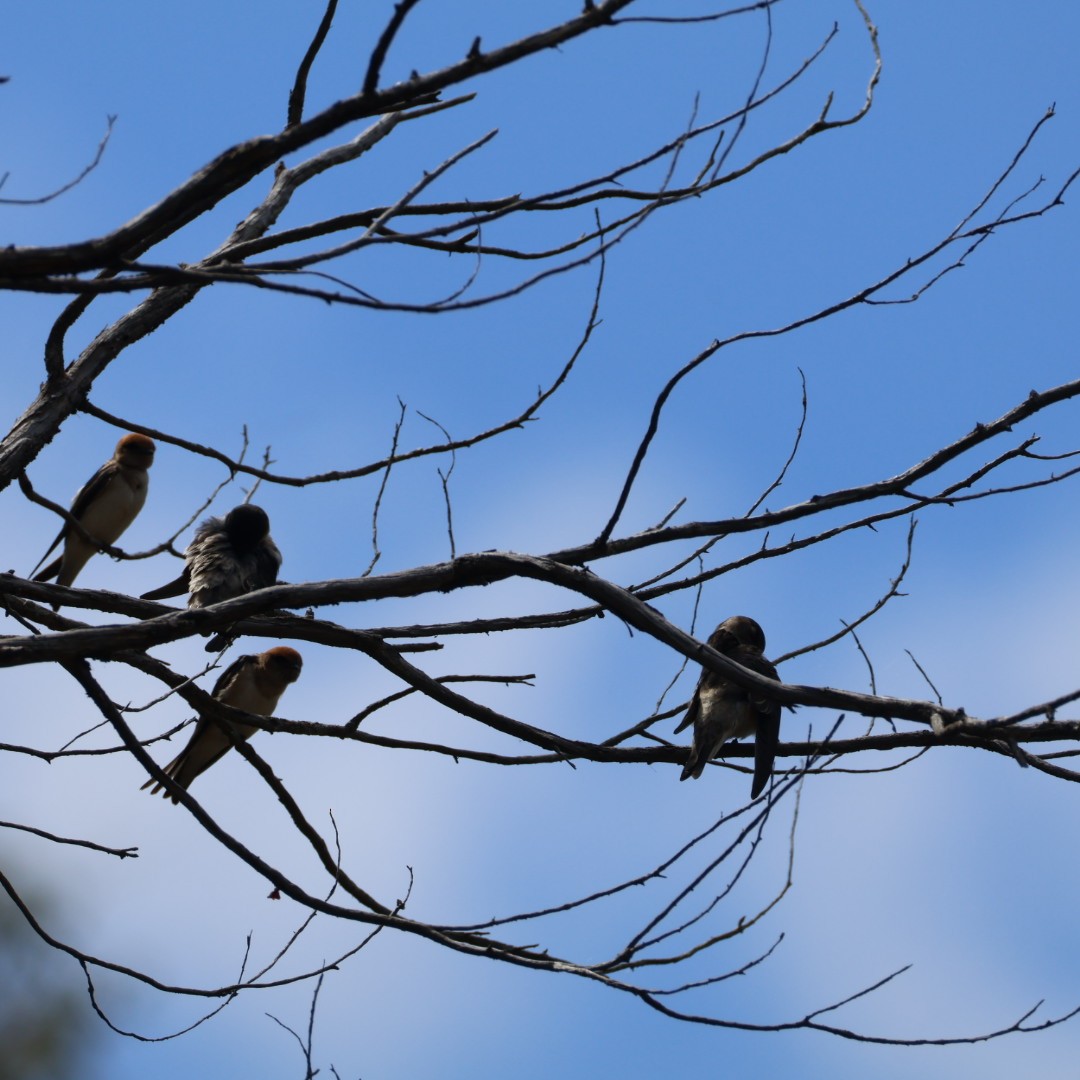 Fairy Martin - ML643219231