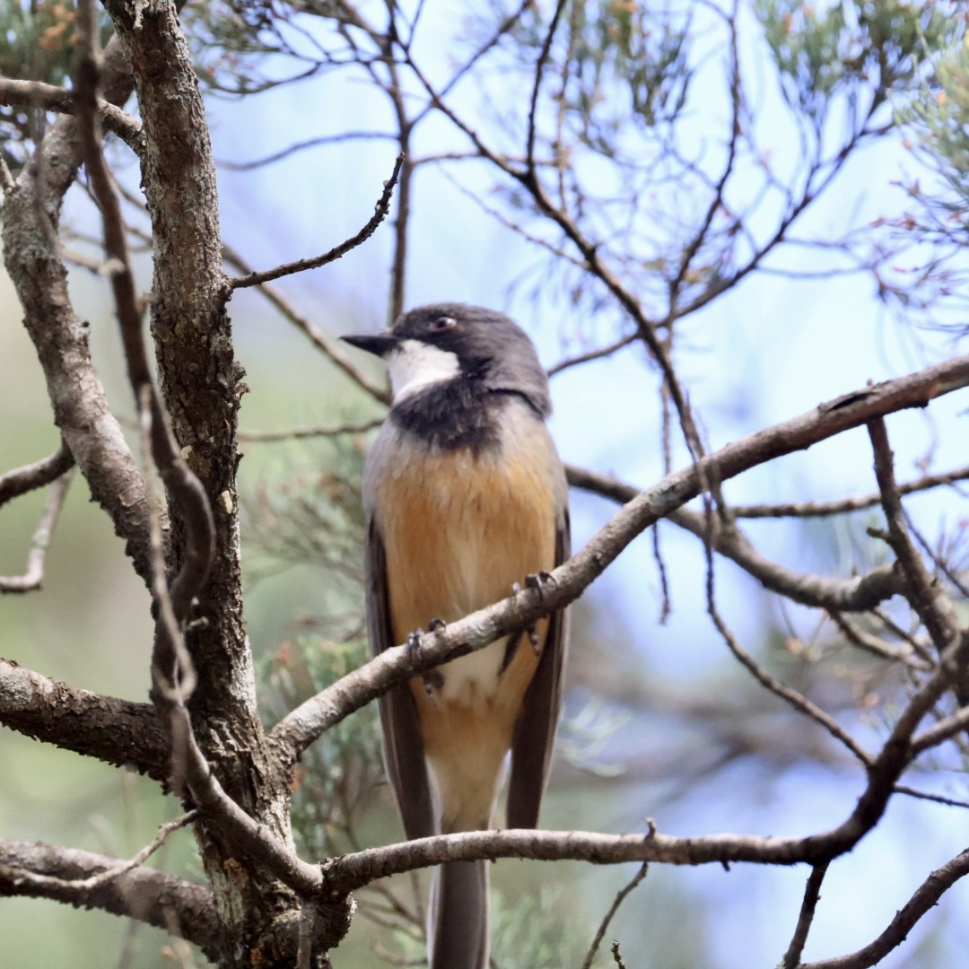 Rufous Whistler - ML643219237