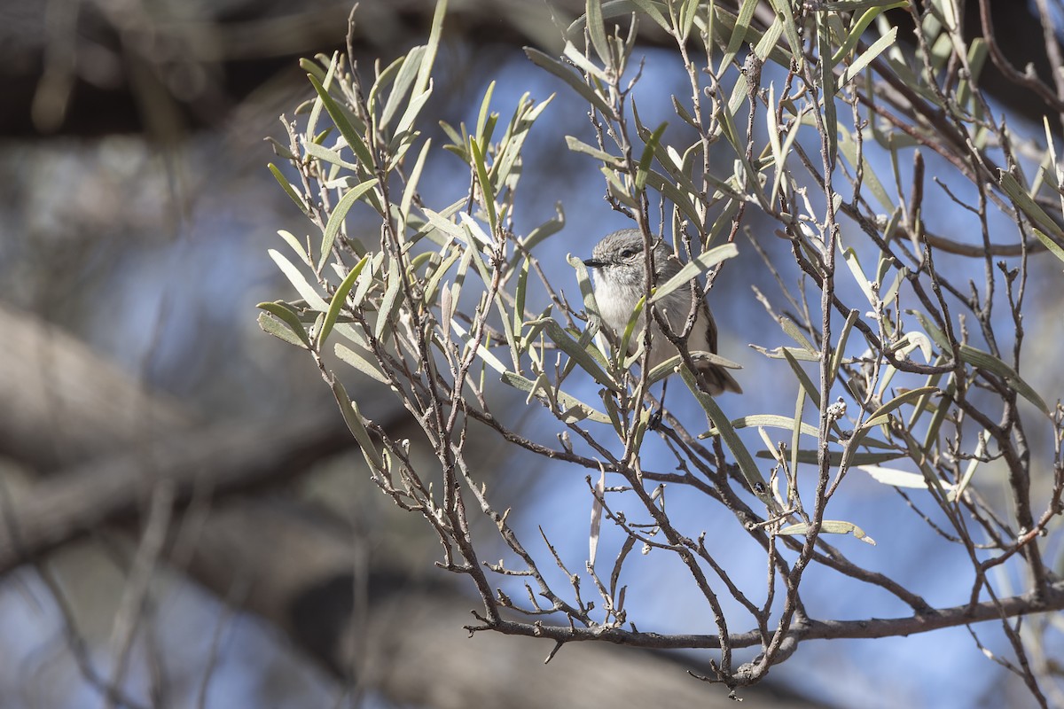 Slaty-backed Thornbill - ML643219240