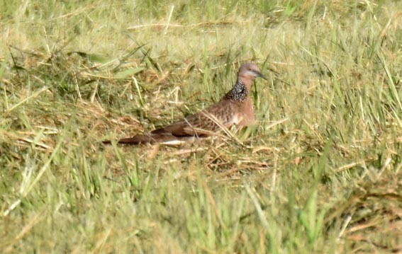 Spotted Dove - ML643219246