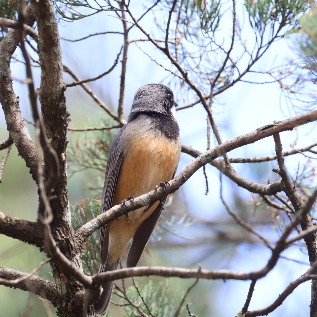 Rufous Whistler - ML643219249