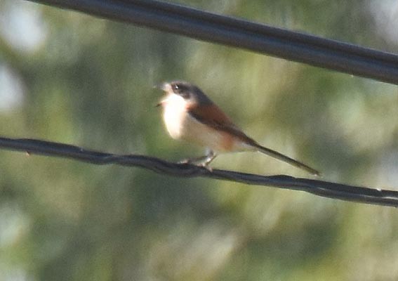 Burmese Shrike - ML643219264