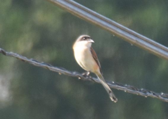 Burmese Shrike - ML643219269