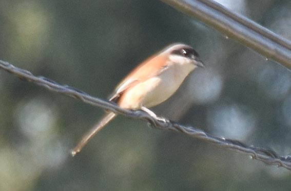 Burmese Shrike - ML643219271