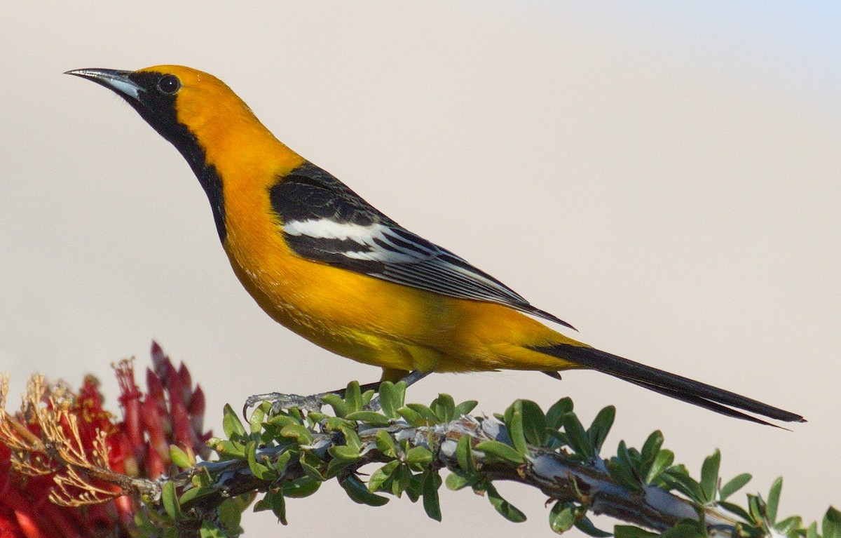 Hooded Oriole - ML643219291