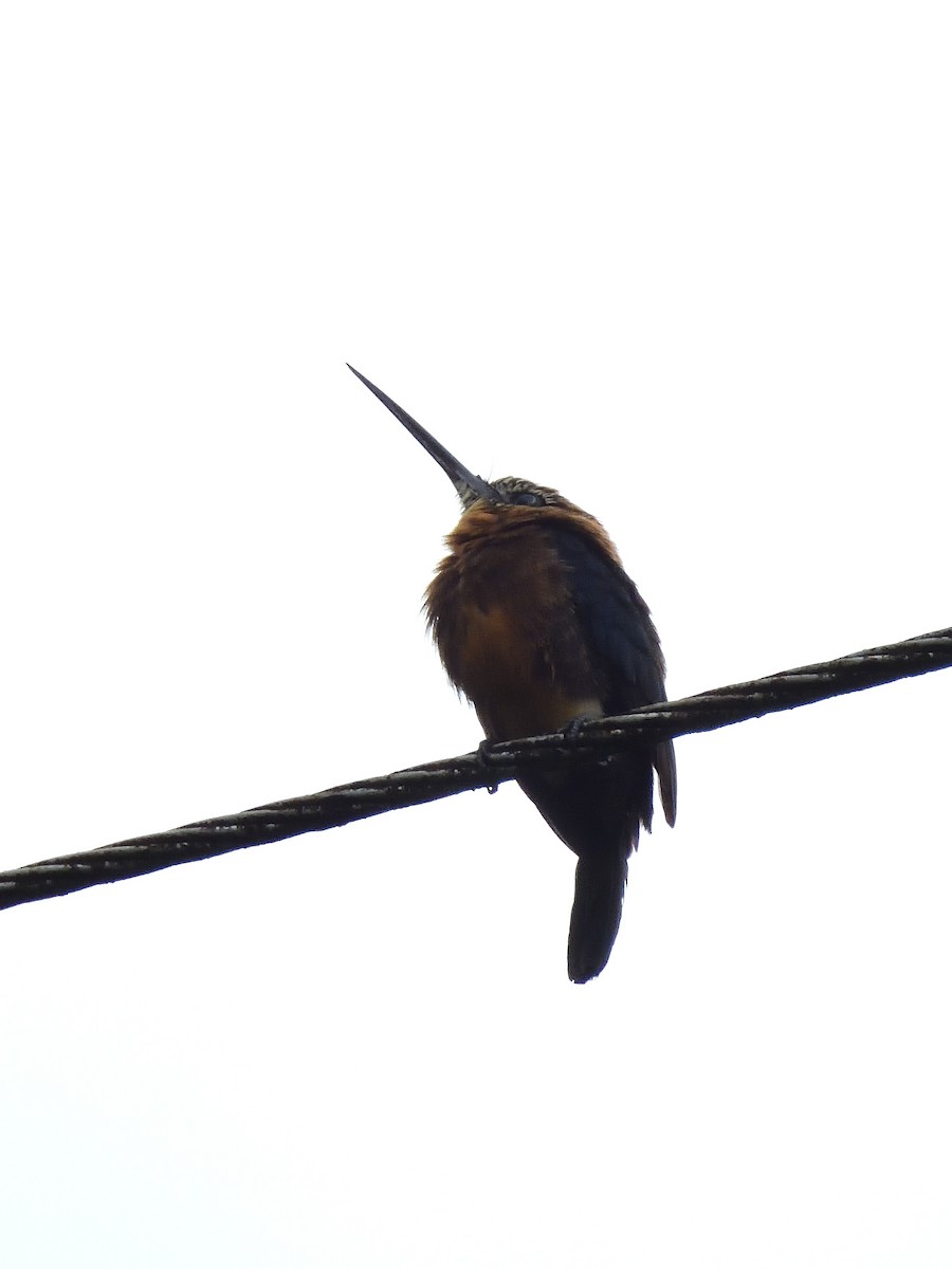 Brown Jacamar - ML643219306