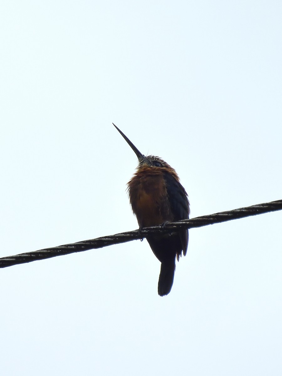 Brown Jacamar - ML643219307
