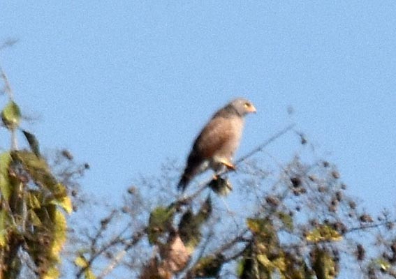 Rufous-winged Buzzard - ML643219316