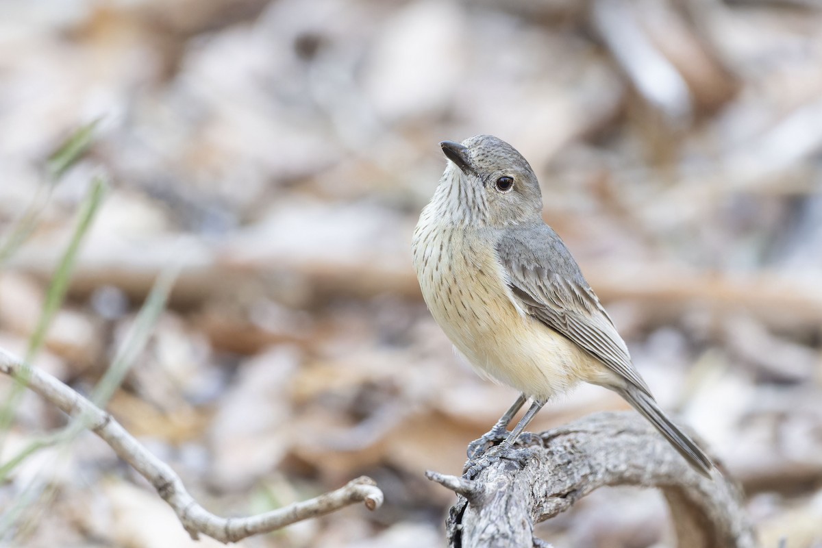Rufous Whistler - ML643219338