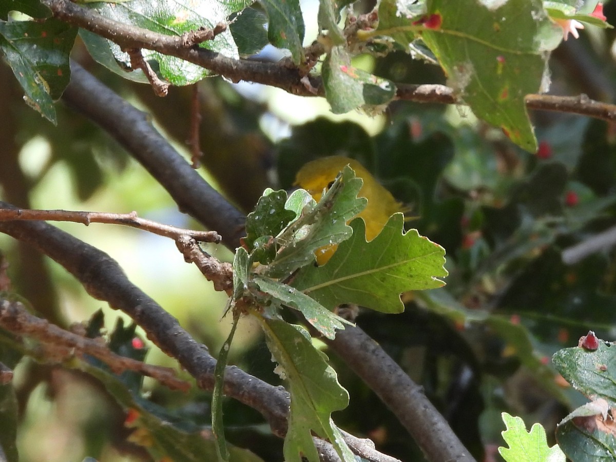Northern Yellow Warbler - ML643219339