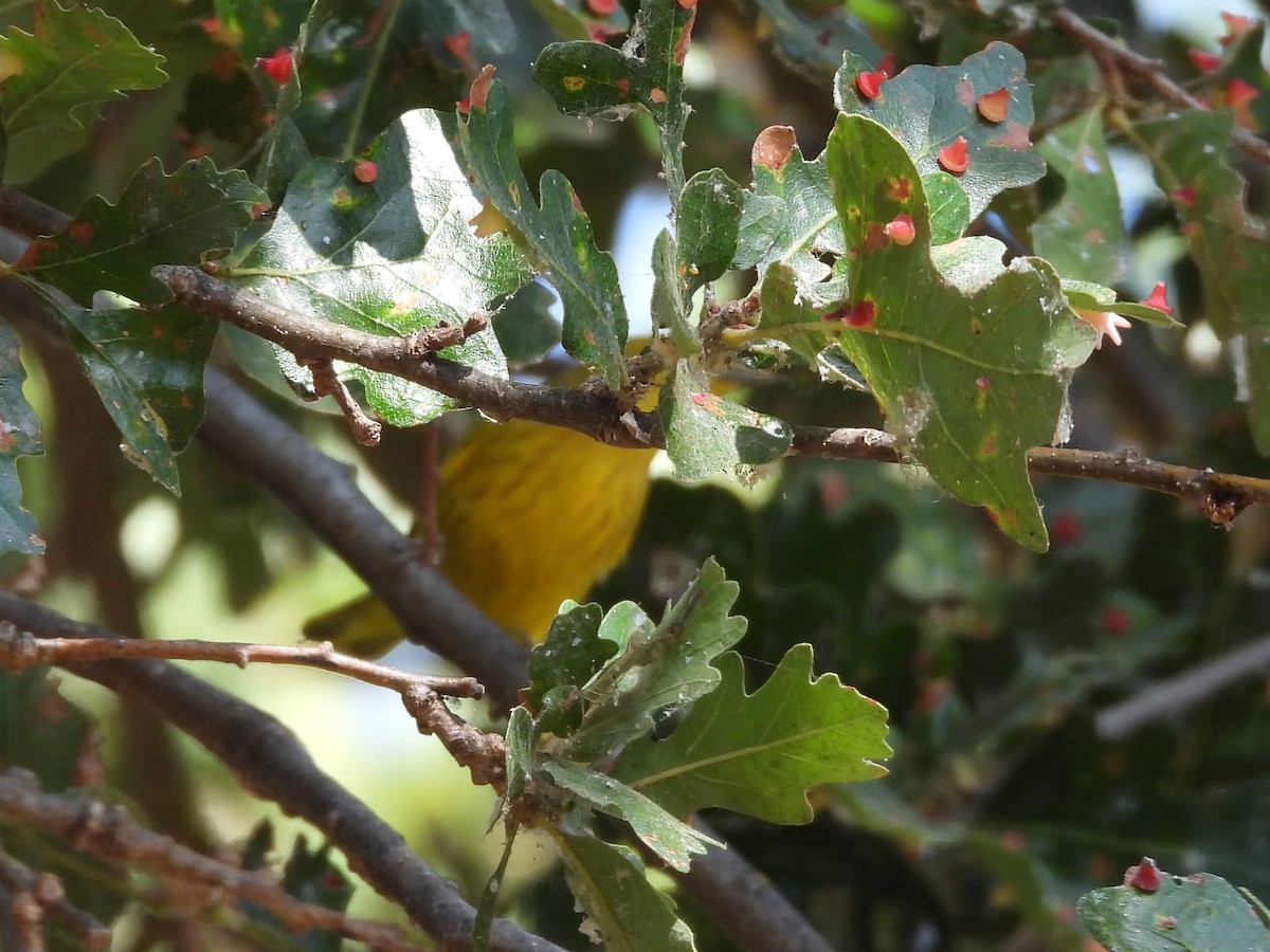 Northern Yellow Warbler - ML643219340