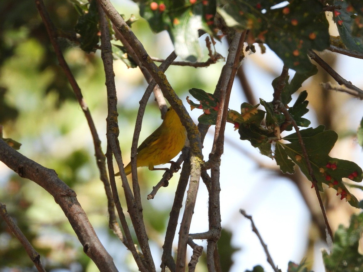 Northern Yellow Warbler - ML643219341