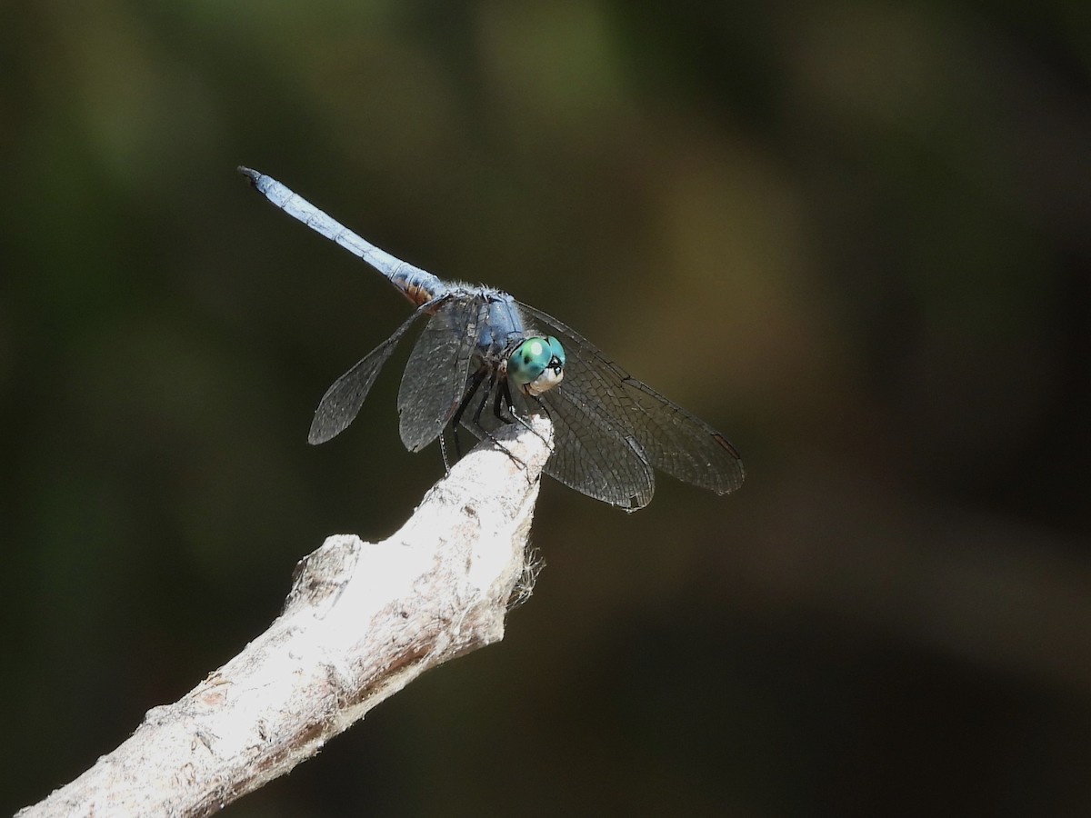 Emerald Dragonflies - ML643219350