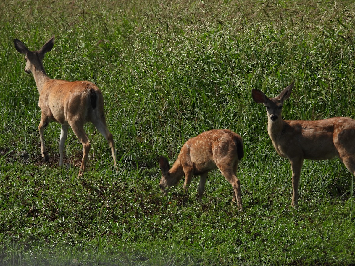 California Mule Deer - ML643219351