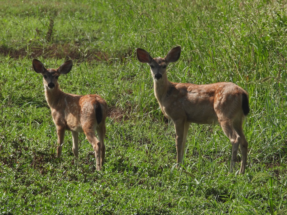 California Mule Deer - ML643219352