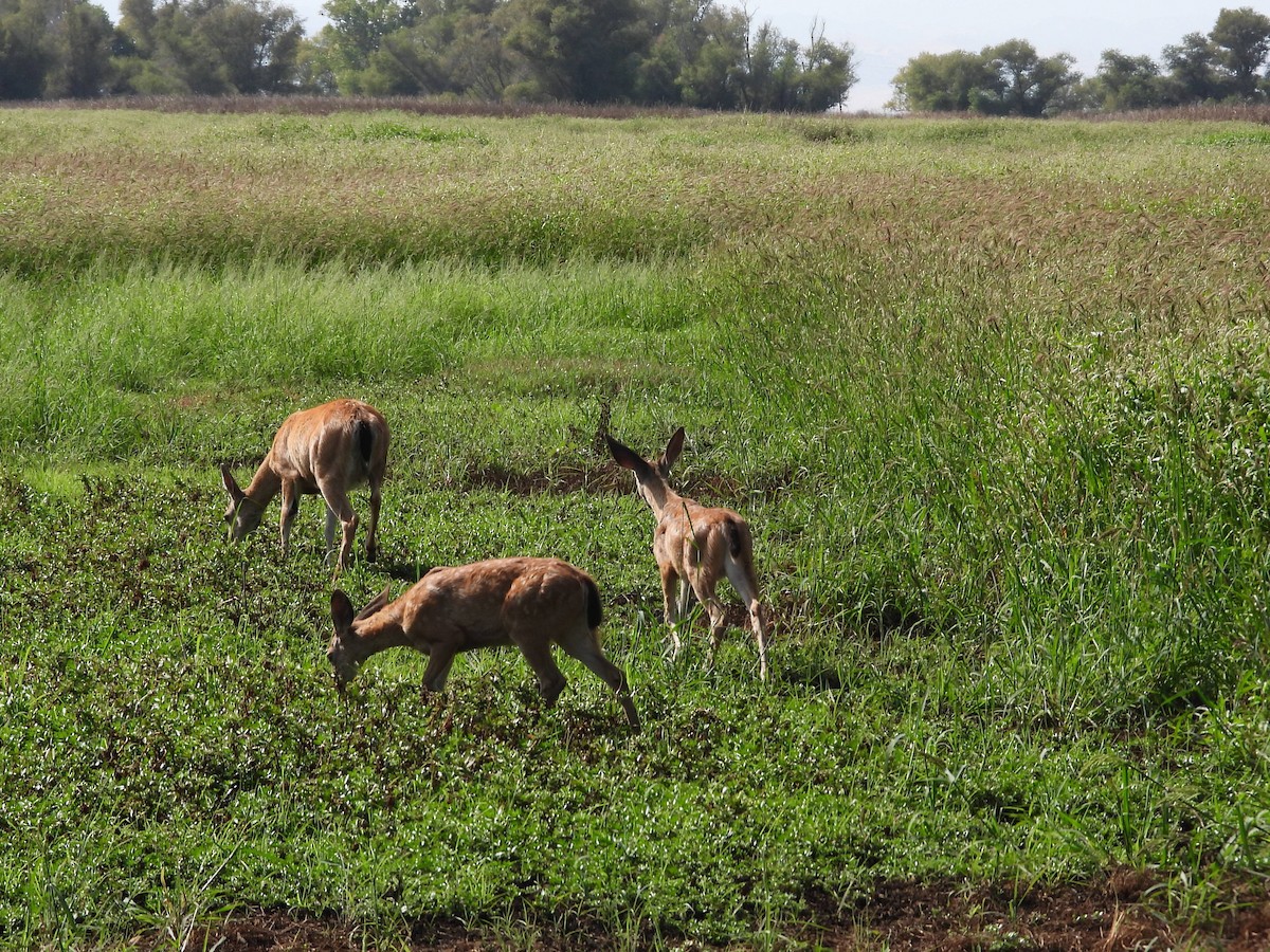 California Mule Deer - ML643219353