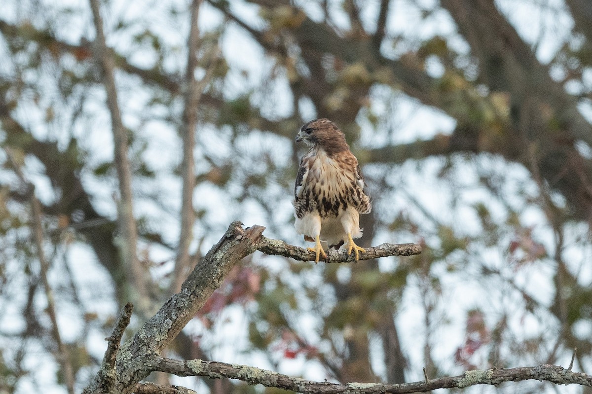 Red-tailed Hawk - ML643219359