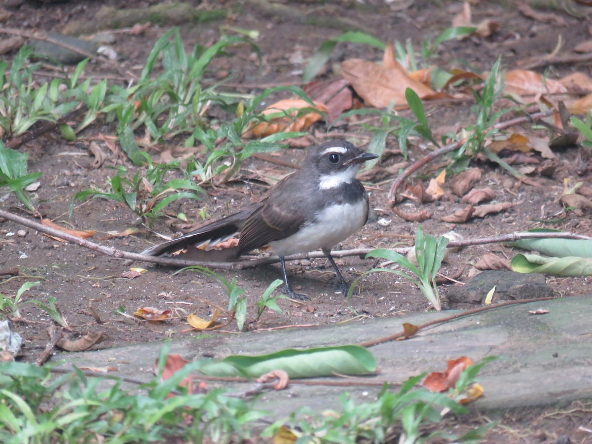 Philippine Pied-Fantail - ML643219366
