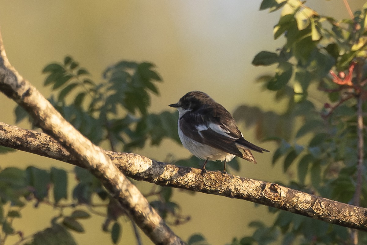 European Pied Flycatcher - ML643219370
