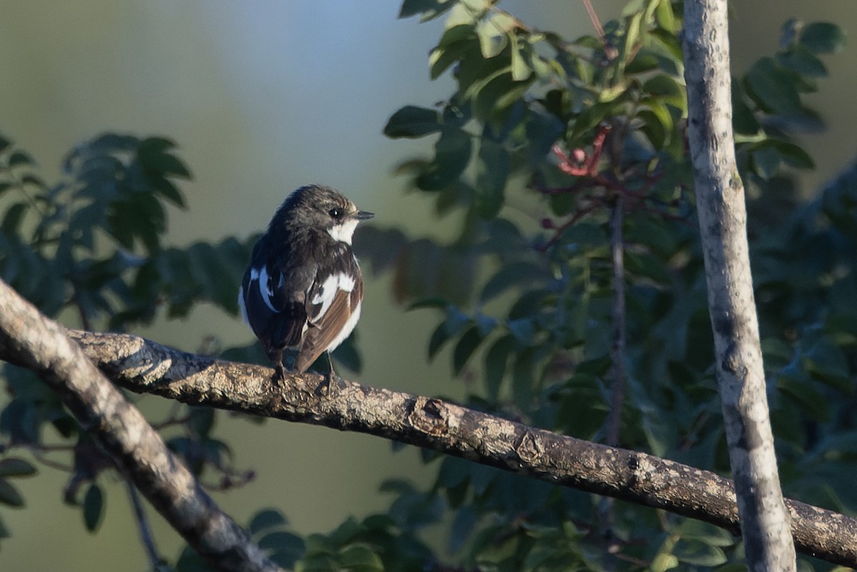 European Pied Flycatcher - ML643219371