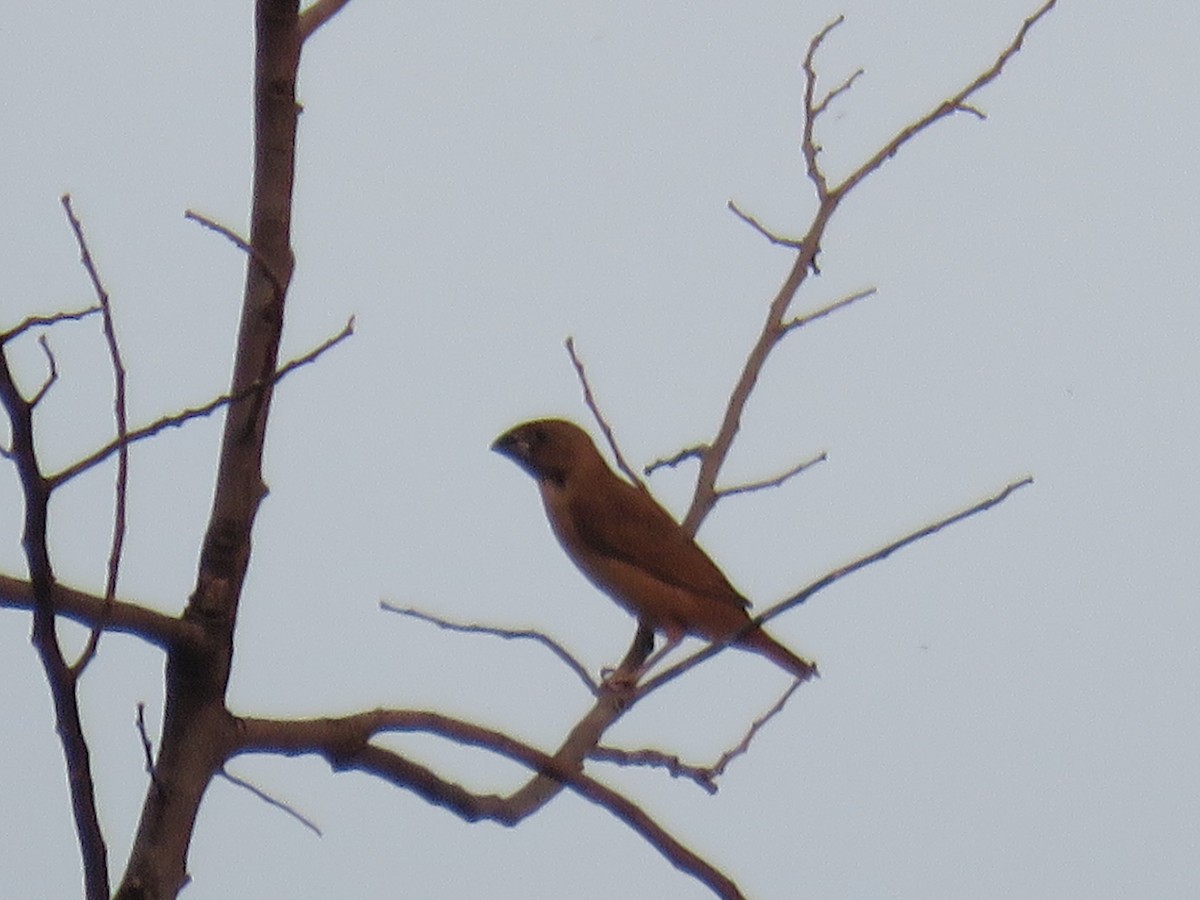 Chestnut Munia - ML643219372