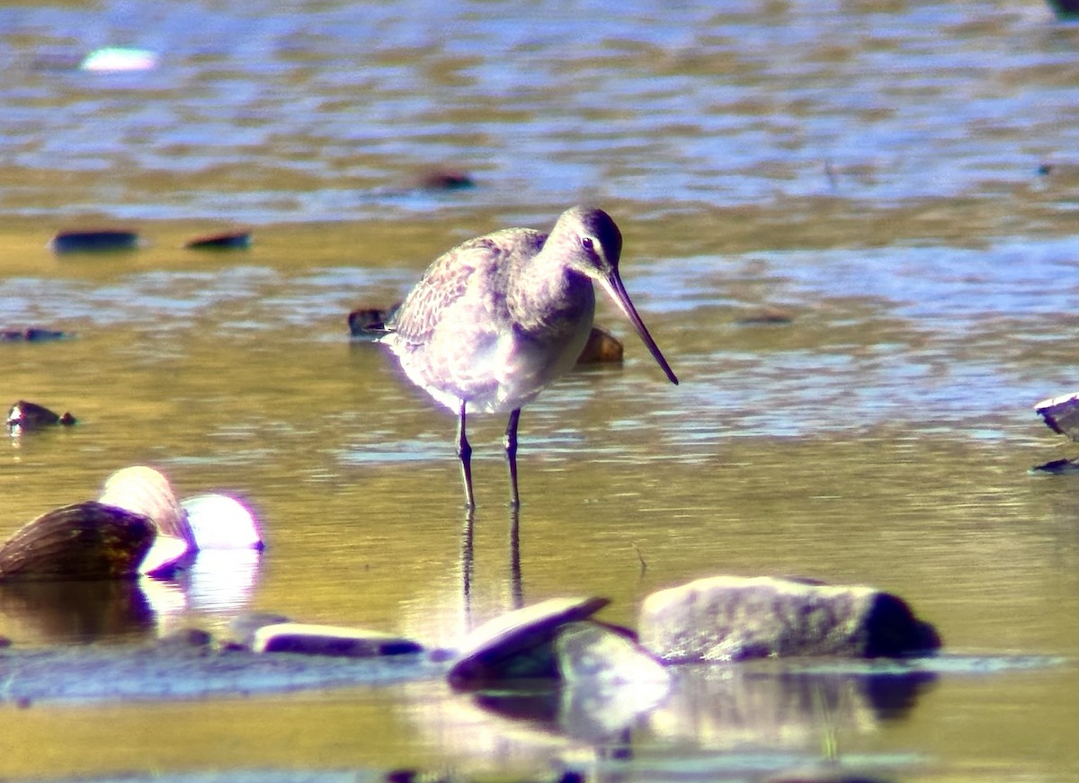 Hudsonian Godwit - ML643219373