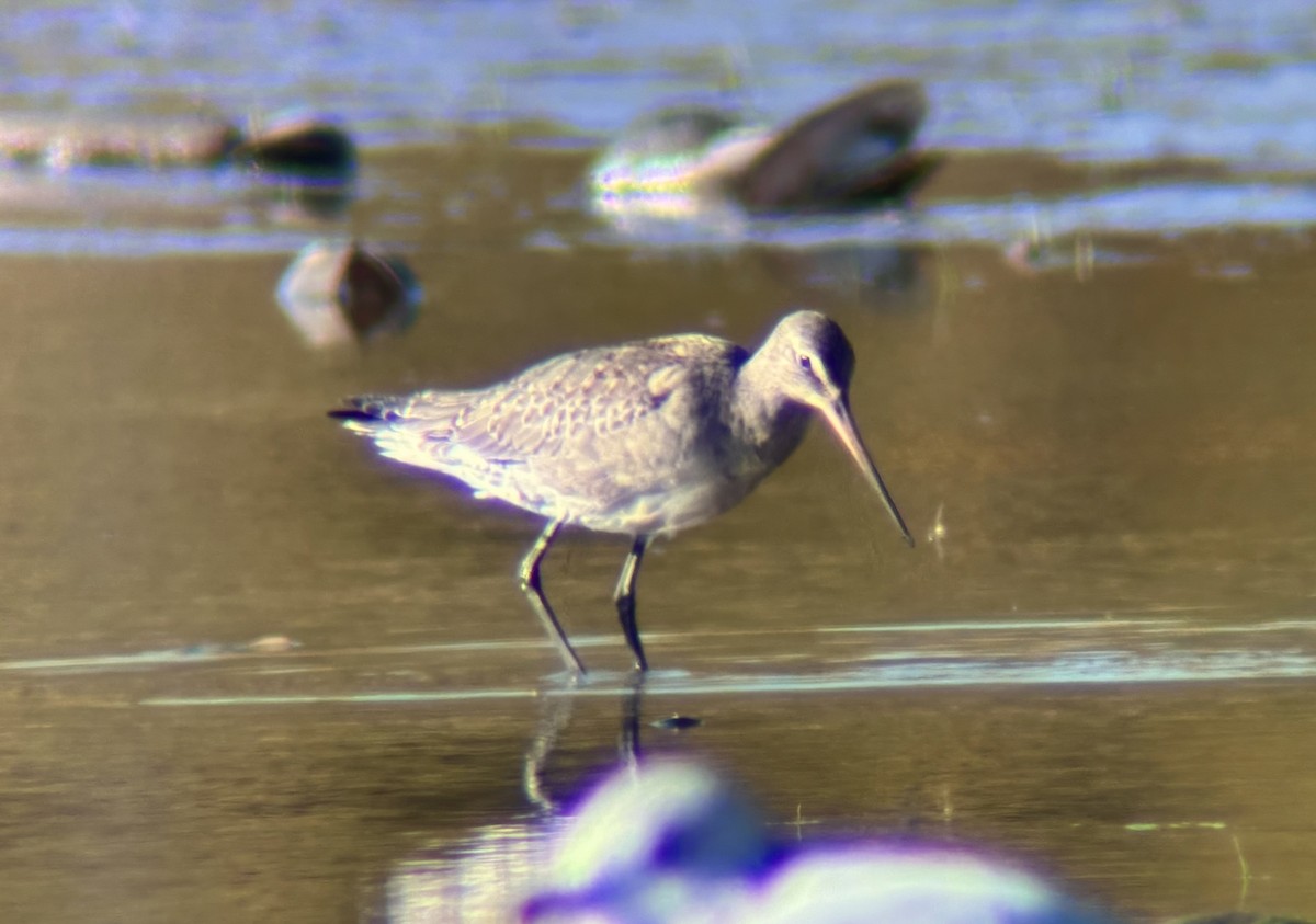 Hudsonian Godwit - ML643219374