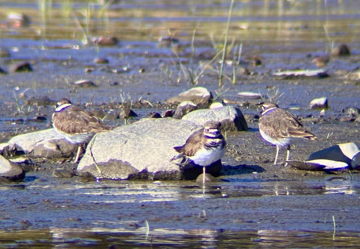 Killdeer - ML643219398