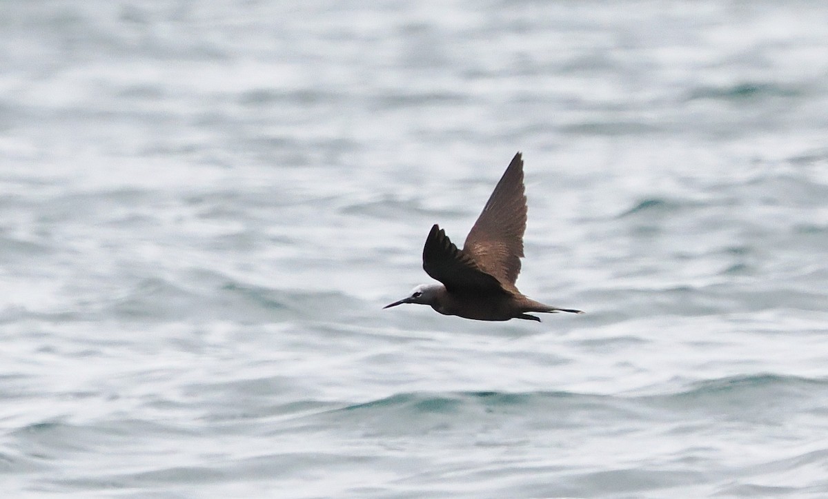 Lesser Noddy - ML643219404