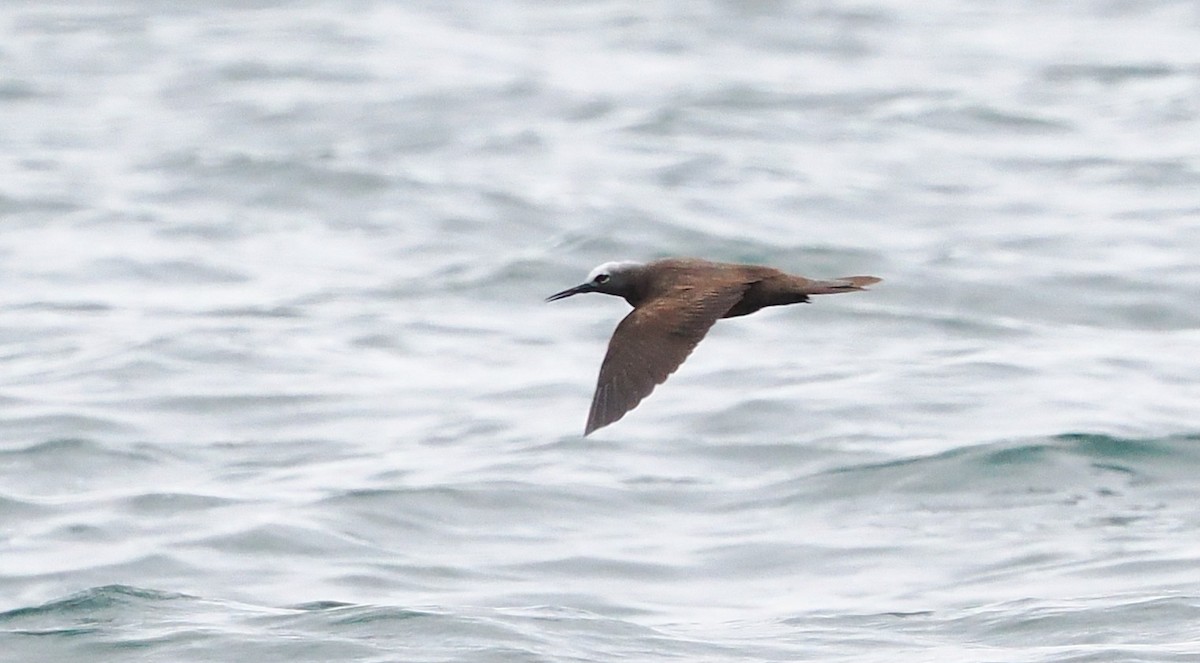 Lesser Noddy - ML643219405