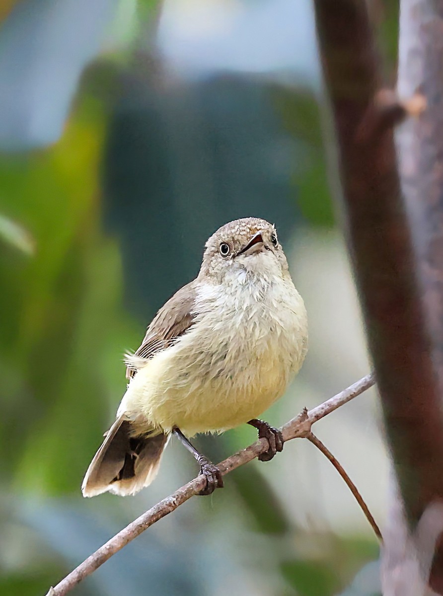 Buff-rumped Thornbill - ML643219406