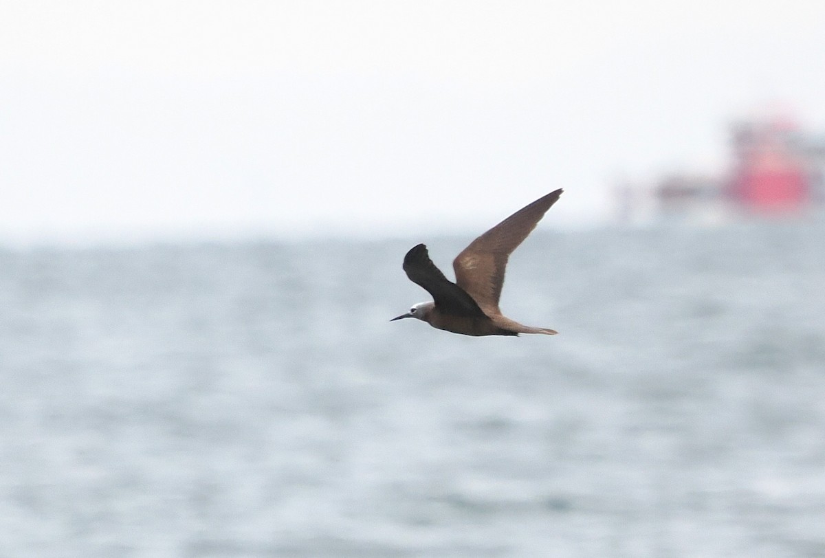 Lesser Noddy - ML643219407