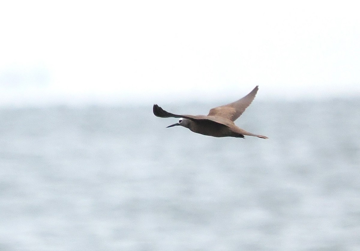 Lesser Noddy - ML643219409