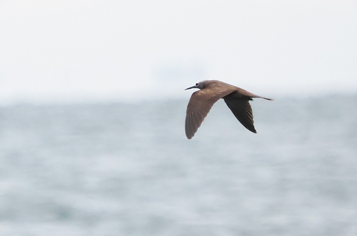 Lesser Noddy - ML643219410