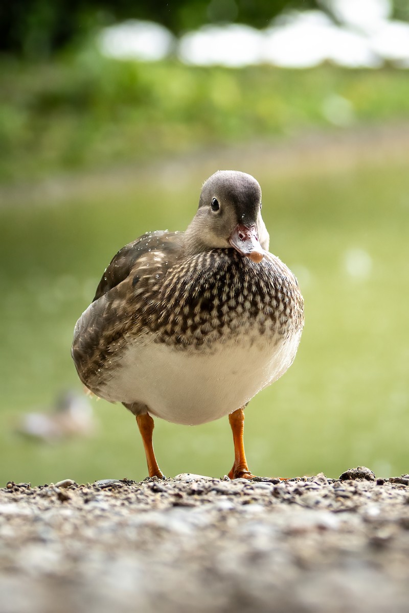 Mandarin Duck - ML643219412