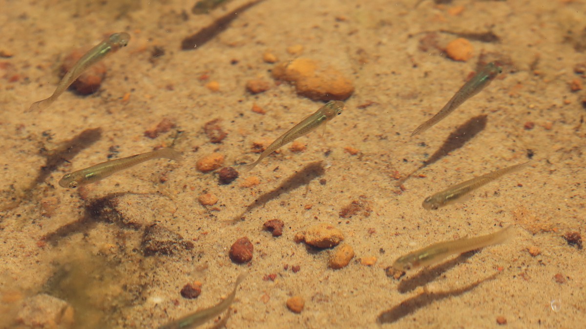 Ray-finned Fishes - ML643219413