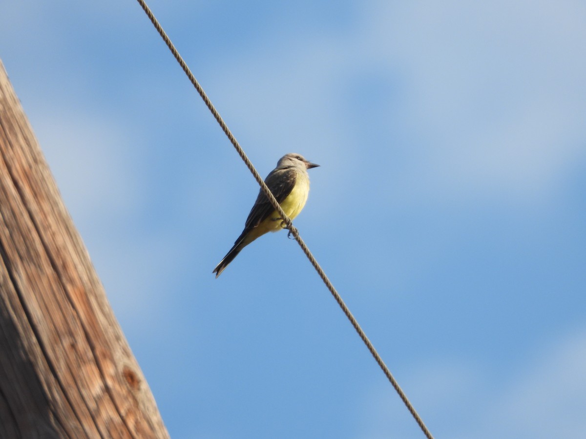 Western Kingbird - ML643219414