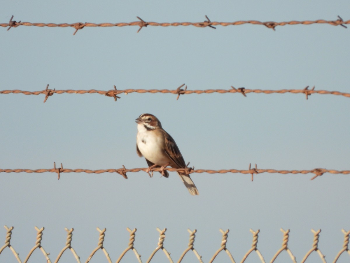 Lark Sparrow - ML643219415