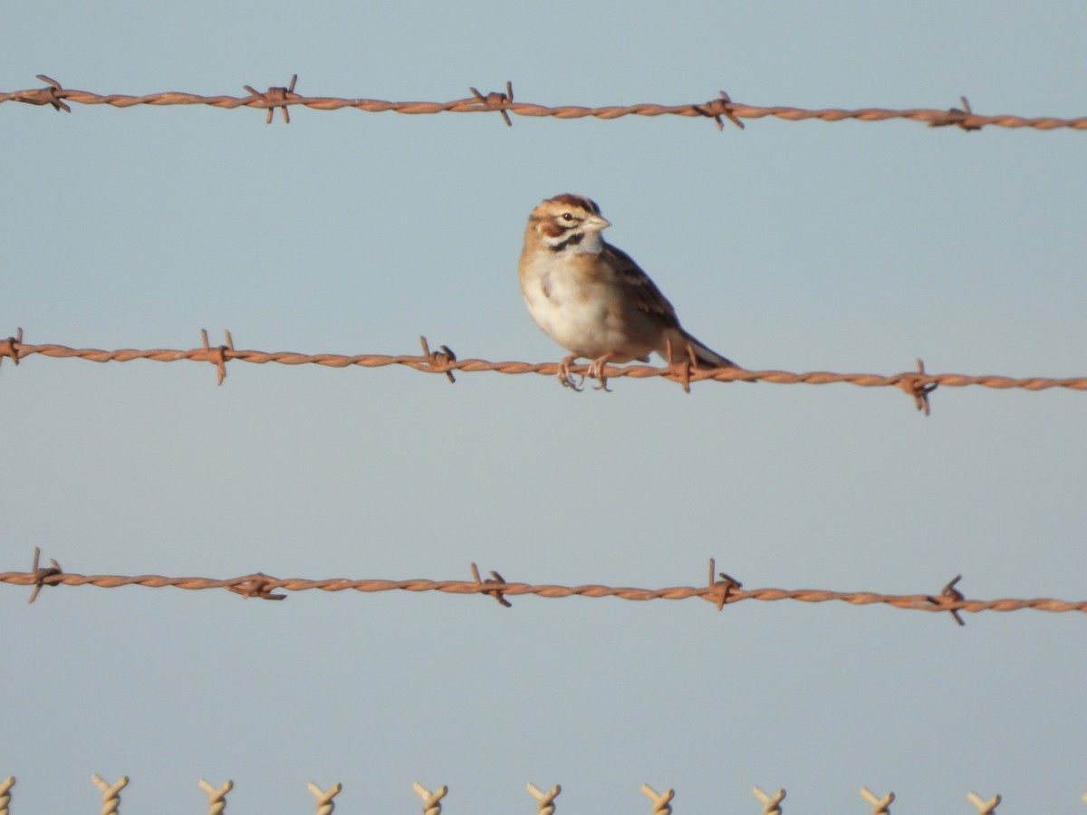 Lark Sparrow - ML643219416