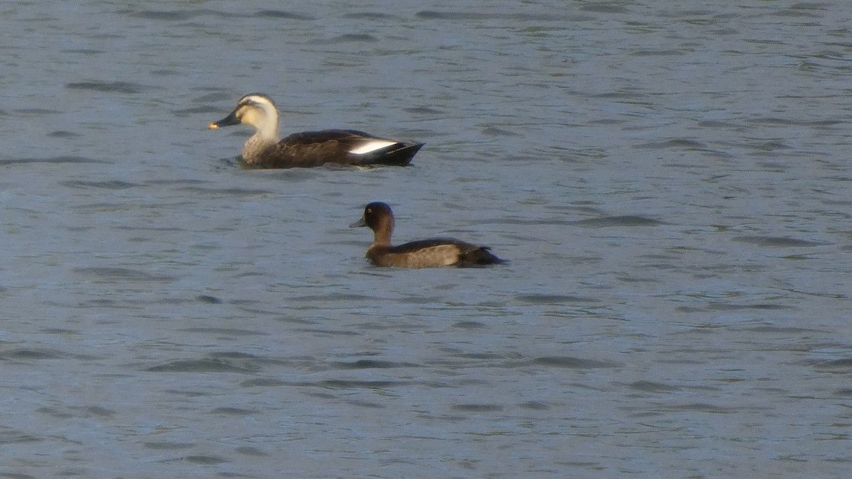 Eastern Spot-billed Duck - ML643219417