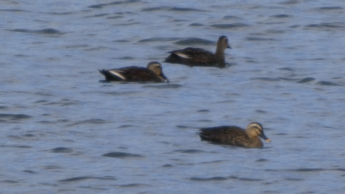 Eastern Spot-billed Duck - ML643219418