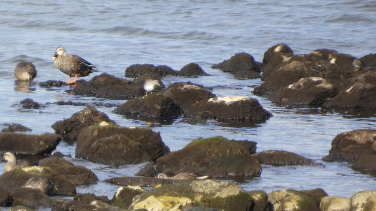 Eastern Spot-billed Duck - ML643219419