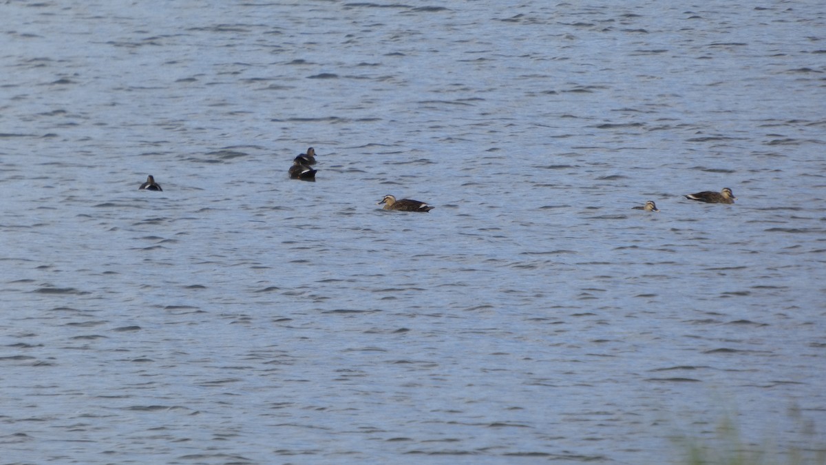 Eastern Spot-billed Duck - ML643219420