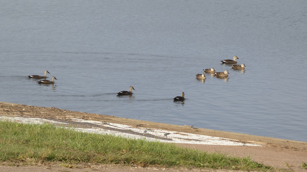 Eastern Spot-billed Duck - ML643219421
