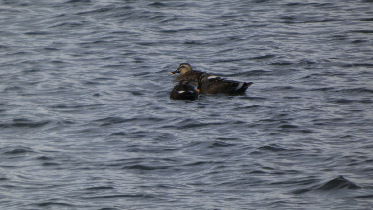 Eastern Spot-billed Duck - ML643219422